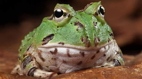 Pacman Frog Care Guide, Habitat Setup, Diet, and Husbandry