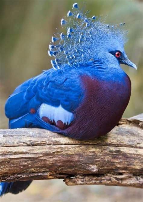 Sign in | Beautiful birds, Pet birds, Animals beautiful