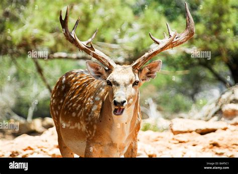 Israel Carmel Mountains Persian Fallow Deer Dama dama Mesopotamica ...