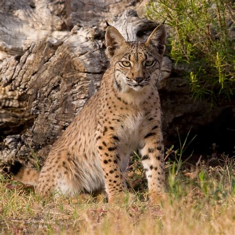 Let's Draw Endangered Species! : ): Iberian Lynx