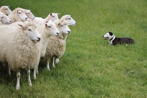 Ford Family Photos: Sheep Herding - Morelea Sheep Farm, New Zealand