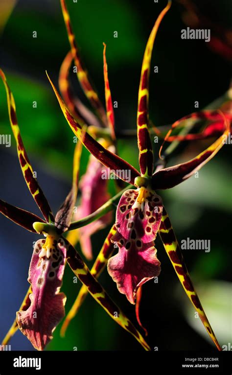 Brassia Orchid, brassidium hybrid Stock Photo - Alamy