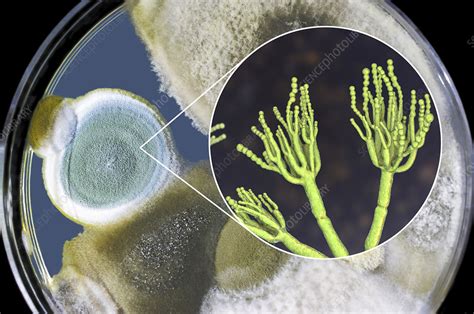 Penicillium fungus, composite image - Stock Image - F026/6909 - Science ...