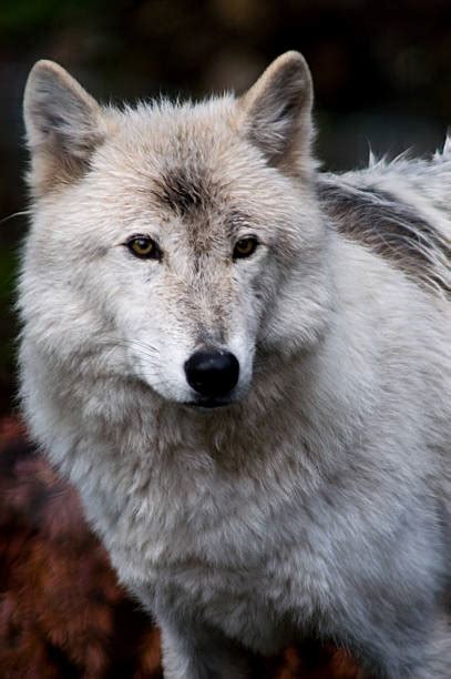 Wolf Pack Behavior Stock Photos, Pictures & Royalty-Free Images - iStock