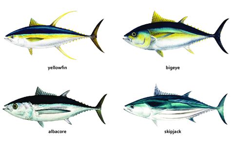 The four main tuna species in the tropical and subtropical waters of ...