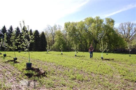 Planting an apple orchard | The Grovestead