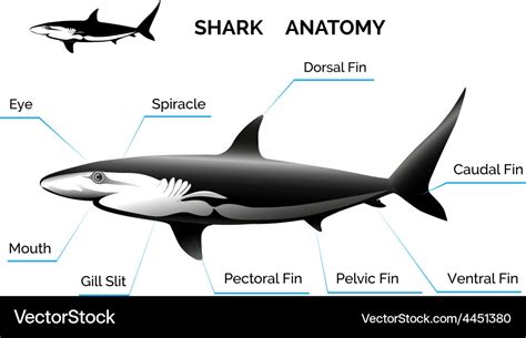 Shark Anatomy Royalty Free Vector Image - VectorStock