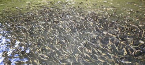 Fish breeding ponds stock image. Image of human, farm - 78124905