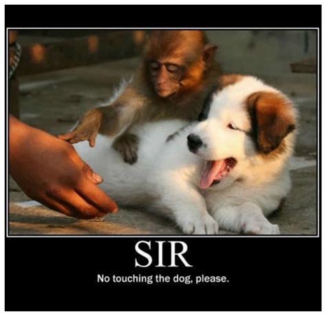 20 Hilarious Animal Memes That Will Make You Lol