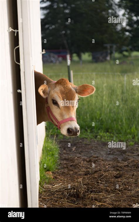 A brown Jersey cow looks out from the barn on her DeKalb County ...