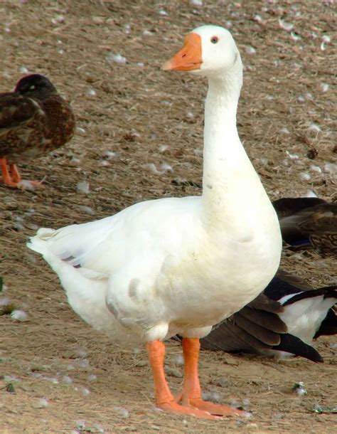 goose - Google Search Geese Photography, Animal Photography, Farm ...