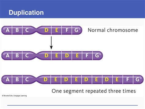 PPT - Changes in Chromosome Number PowerPoint Presentation, free ...