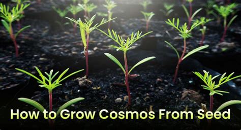 How To Plant & Grow Cosmos Flowers From Seeds (Start-Germination ...