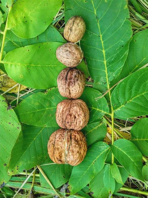 Walnut tree - planting, pruning, care and walnut harvest