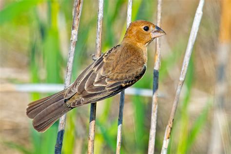 Female Blue Grosbeak | Flickr - Photo Sharing!