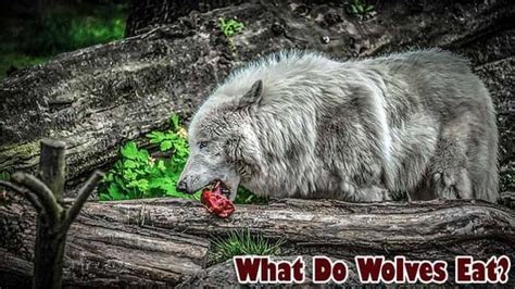 What Do Wolves Eat? | Wolves Diet By Types | What Eats Wolves?