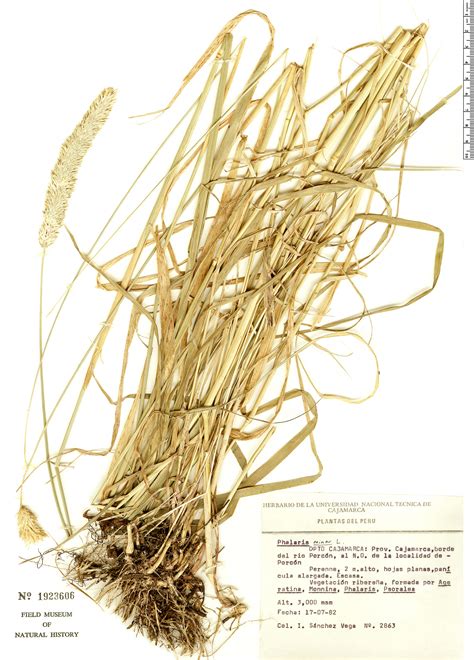 Phalaris minor | Rapid Reference | The Field Museum