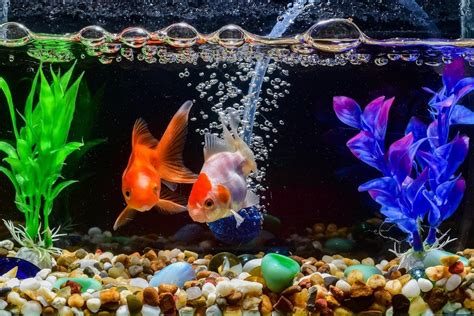 Goldfish Tank Size Guide (What's the Minimum Tank Size?)