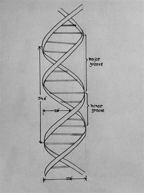 DRAW IT NEAT : How to draw DNA