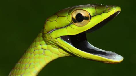 Snakes suffered after a frog-killing fungus wiped out their food