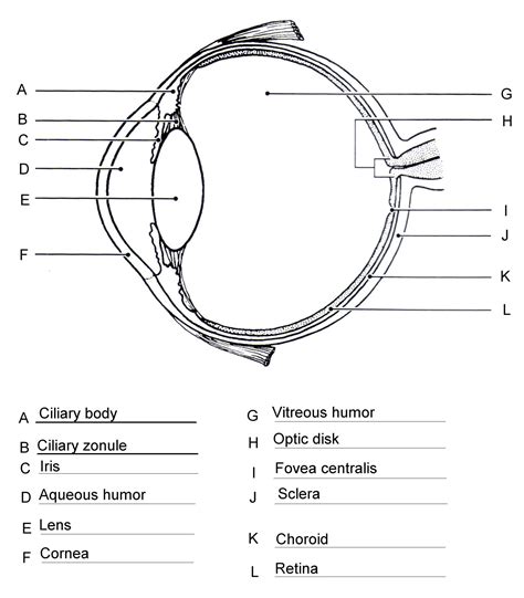 Eye Anatomy Worksheets