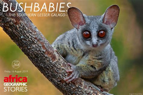 Bushbabies – The Southern Lesser Galago - Africa Geographic