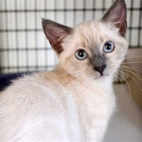 Siamese Kittens Near Me For Adoption