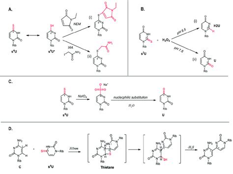 Direct reactions involving thiouridines. (A) Alkylation reactions of ...