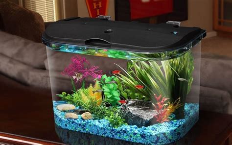 The Best Betta Fish Tanks to Buy in 2020 | SPY