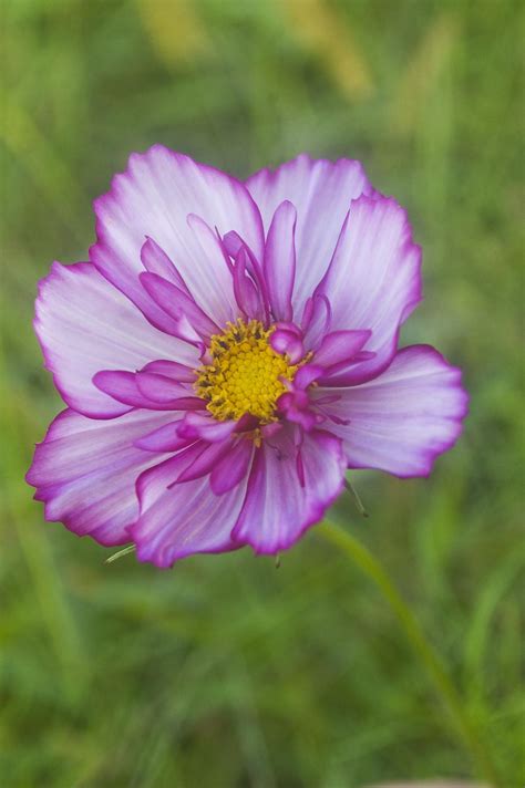 Cosmos: Plant Care and Collection of Varieties - Garden.org