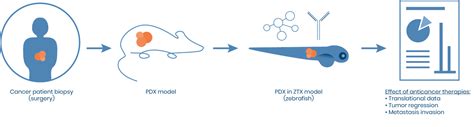 PDX models - BioReperia CRO