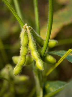 Soya beans Grow Guide