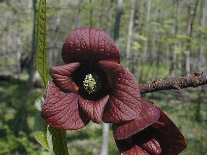 Pawpaw (Asimina triloba)