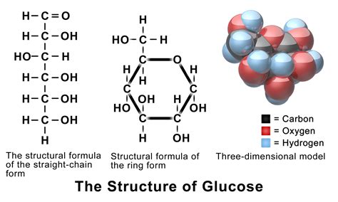 Carbon — Role and Importance to Life - Expii