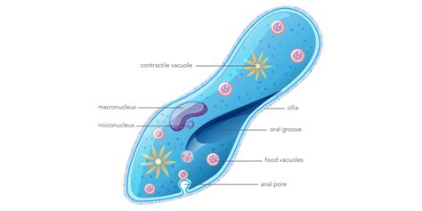 Protozoans - Structure, Classification, Characteristics, Examples ...