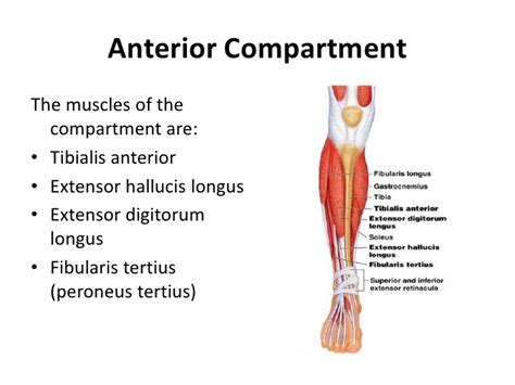 Leg Muscles : Attachment, Nerve Supply & Action - Anatomy Info