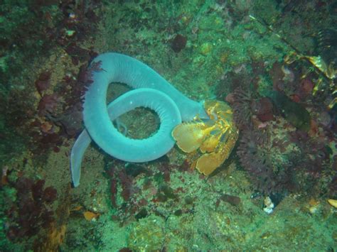 Grotesque slimy hagfish spurt milky mucus over Oregon motorway in ...