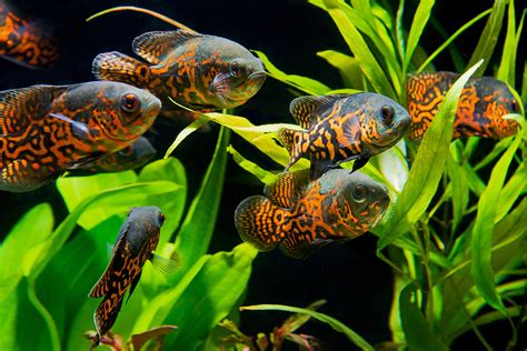 5 Jenis Ikan Predator yang Bisa Dipelihara di Akuarium - Berkeluarga