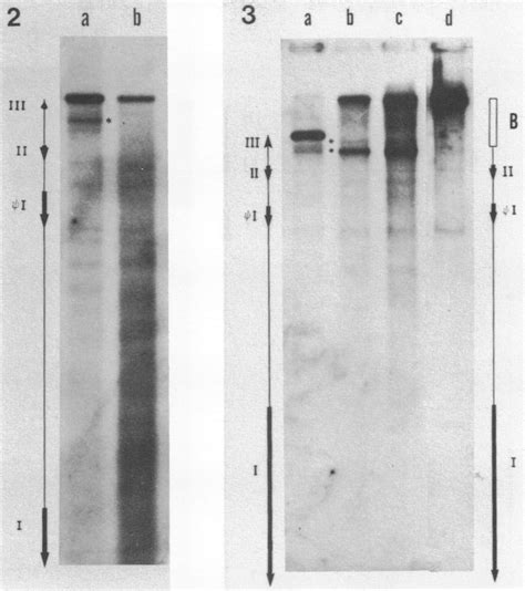 DNase I digestion of chromatin and genomic DNA probed from the left ...