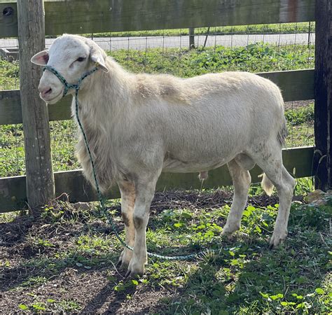 Katahdin Breeding Sheep | Phillips Family Farmstead