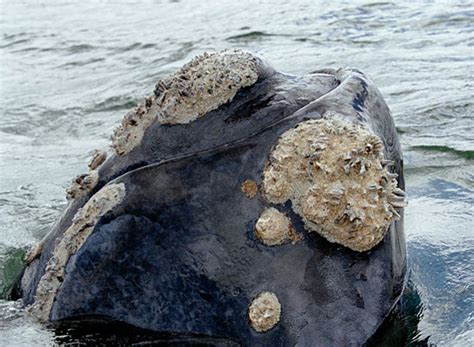 Kelly Dilliard: Individual Right Whale Identification, May 19, 2105 ...