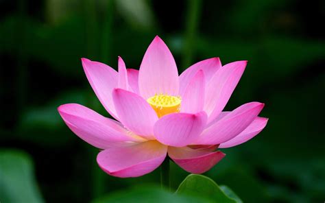 Lotus Flower Wallpapers - Top Free Lotus Flower Backgrounds ...