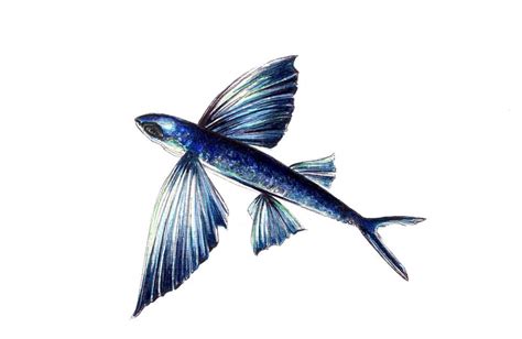 Flying Fish Print: Digital Print of an Original Drawing - Etsy