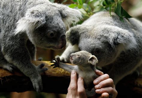 Zoo babies: Cute new arrivals | Slideshow | Fox News