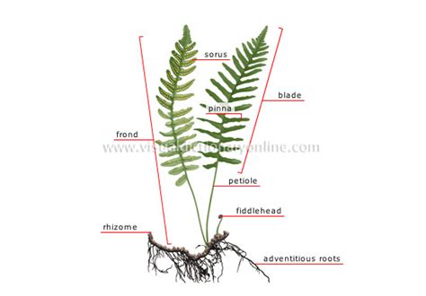 Pterophyta - The Phyta Life Is The Life For Me