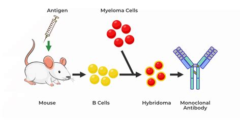 Monoclonal Antibody - Definition, Structure, Functions, Side Effects