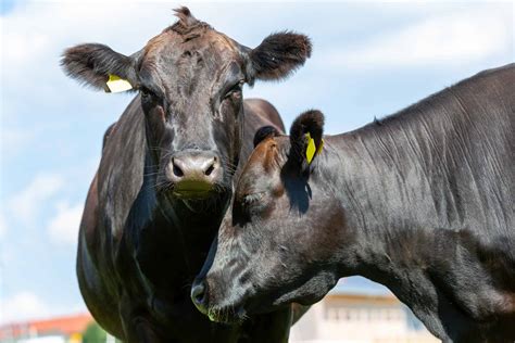 Discover the Real Reason Wagyu Beef Is So Expensive - A-Z Animals