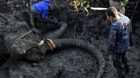 Michigan Farmer Unearths Bones of Rare Mammoth Hybrid From Nearly ...