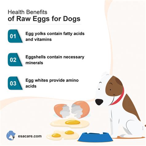 Are Raw Eggs Good for Dogs? Are They Safe? - ESA Care