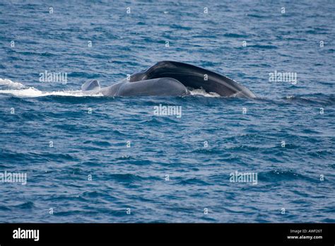 A blue whale, Balaenoptera musculus, lunge feeding at the surface on ...